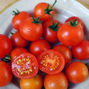 30+ Dwarf Red Robin Tomato Seeds, Heirloom Non-GMO, Sweet, Low Acid, Determinate, Open-Pollinated, Delicious, Lycopersicon lycopersicum, from USA