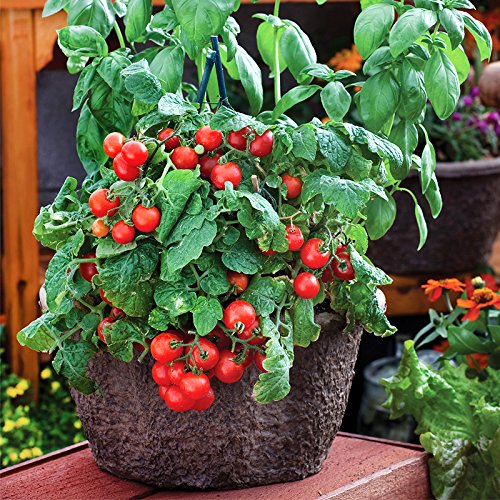 30+ Dwarf Red Robin Tomato Seeds, Heirloom Non-GMO, Sweet, Low Acid, Determinate, Open-Pollinated, Delicious, Lycopersicon lycopersicum, from USA