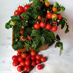 30+ Dwarf Red Robin Tomato Seeds, Heirloom Non-GMO, Sweet, Low Acid, Determinate, Open-Pollinated, Delicious, Lycopersicon lycopersicum, from USA