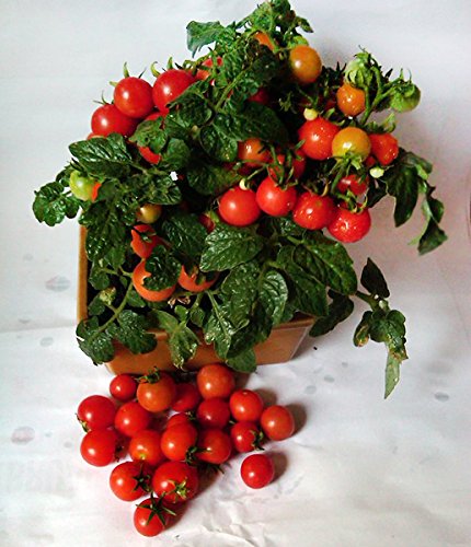 30+ Dwarf Red Robin Tomato Seeds, Heirloom Non-GMO, Sweet, Low Acid, Determinate, Open-Pollinated, Delicious, Lycopersicon lycopersicum, from USA