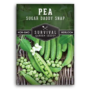 survival garden seeds – sugar daddy snap pea seed for planting – packet with instructions to plant and grow in delicious pea pods your home vegetable garden – non-gmo heirloom variety