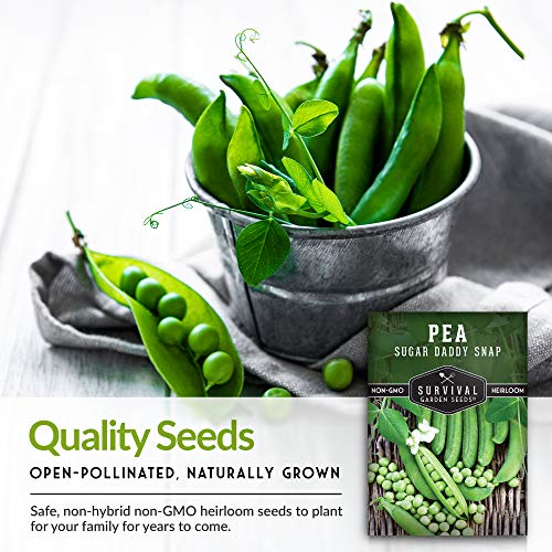 Survival Garden Seeds - Sugar Daddy Snap Pea Seed for Planting - Packet with Instructions to Plant and Grow in Delicious Pea Pods Your Home Vegetable Garden - Non-GMO Heirloom Variety