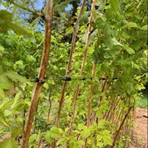 SUSUB 200PCS Grape Trellis Kiwi Grape Stem Vine Clips Grape Ties Garden Plant Support Clips Holder Fruit Buckles Hooks Fixed Fork Vine Training Grow Ties Staking Twine