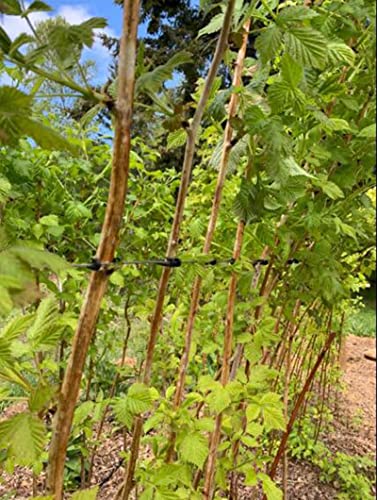 SUSUB 200PCS Grape Trellis Kiwi Grape Stem Vine Clips Grape Ties Garden Plant Support Clips Holder Fruit Buckles Hooks Fixed Fork Vine Training Grow Ties Staking Twine