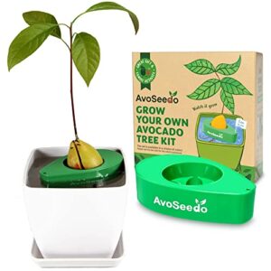 avoseedo avocado tree growing kit with pot, green & white, practical gifts for women, mom, sister, best friend & kids, plant indoors with novelty pit grower boat & kitchen garden seed starter