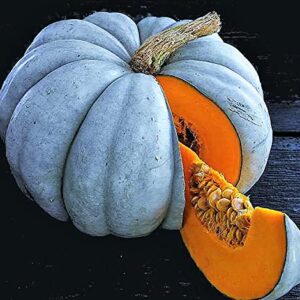 TomorrowSeeds - Jarrahdale Blue Pumpkin Seeds - 20+ Count Packet USA Garden Vegetable Winter Squash Kabocha Gray Cinderella Gourd Fall Seed