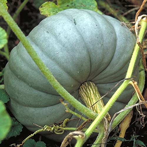 TomorrowSeeds - Jarrahdale Blue Pumpkin Seeds - 20+ Count Packet USA Garden Vegetable Winter Squash Kabocha Gray Cinderella Gourd Fall Seed