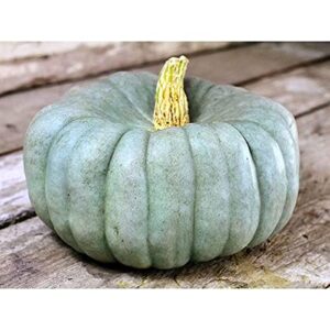 TomorrowSeeds - Jarrahdale Blue Pumpkin Seeds - 20+ Count Packet USA Garden Vegetable Winter Squash Kabocha Gray Cinderella Gourd Fall Seed