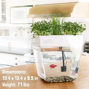 Back to the Roots Indoor Aquaponic Garden and Fishtank - 3 Gallon Self Watering, Mess-Free Planter and Self-Cleaning Fishtank for Herbs, Microgreens, Bamboo, Succulents, and Houseplants, support Fish