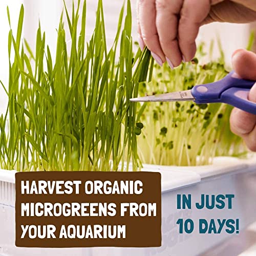 Back to the Roots Indoor Aquaponic Garden and Fishtank - 3 Gallon Self Watering, Mess-Free Planter and Self-Cleaning Fishtank for Herbs, Microgreens, Bamboo, Succulents, and Houseplants, support Fish