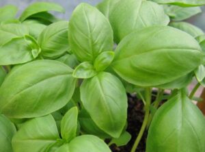 basil herb seeds- genovese- pesto heirloom- 300+ seeds