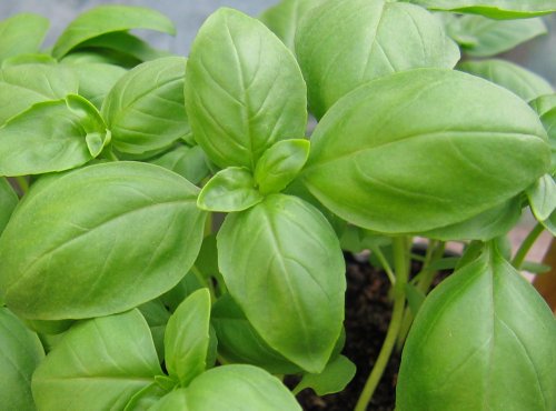 Basil Herb Seeds- Genovese- Pesto Heirloom- 300+ Seeds