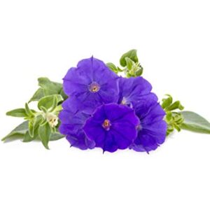 Click and Grow Smart Garden Blue Petunia Plant Pods, 3-Pack