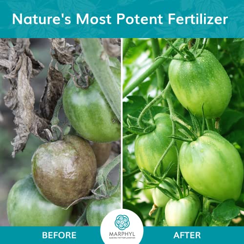 MARPHYL Organic Liquid Fertilizer - Liquid Plant Food - All-Purpose, Nutrient-Rich Lawn Fertilizer & Soil Enhancer for House Plants, Flowers, Vegetables Succulents Bamboo, Hydroponics Plant Fertilizer