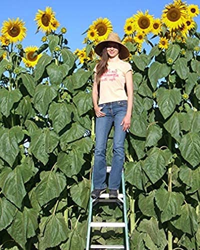 Skyscraper Sunflower Seeds for Planting 40 Seeds Garden Seeds Huge 15-20 feet Tall with Giant Sunflowers