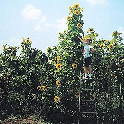 Skyscraper Sunflower Seeds for Planting 40 Seeds Garden Seeds Huge 15-20 feet Tall with Giant Sunflowers