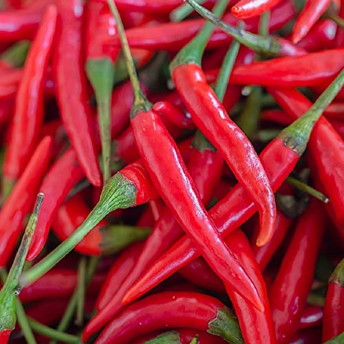 Cayenne Pepper Seeds for Planting | Heirloom & Non-GMO Vegetable Seeds | 100 Cayenne Pepper Seeds to Plant Home Outdoor Garden | Bulk Planting Packets Available (2 Packs)