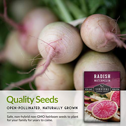 Survival Garden Seeds - Watermelon Radish Seed for Planting - Packet with Instructions to Plant and Grow Unique Asian Vegetables in Your Home Vegetable Garden - Non-GMO Heirloom Variety