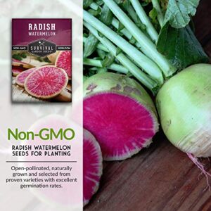 Survival Garden Seeds - Watermelon Radish Seed for Planting - Packet with Instructions to Plant and Grow Unique Asian Vegetables in Your Home Vegetable Garden - Non-GMO Heirloom Variety