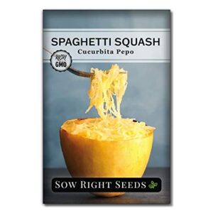 sow right seeds – spaghetti squash seed for planting – non-gmo heirloom packet with instructions to plant a home vegetable garden