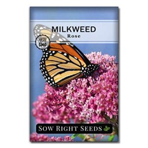 sow right seeds – rose milkweed seeds – attract monarch butterflies to your garden – non-gmo heirloom seeds – full instructions for planting – wonderful gardening gift