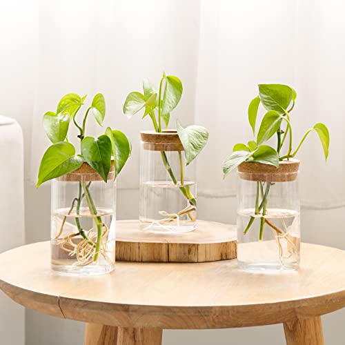 Dahey Plant Propagation Terrarium Desktop Glass Planter Station Water Planting Glass Vase with Lid and Wooden Stand for Propagating Hydroponic Plants Centerpiece Office Home Garden Decor, 3 Pcs