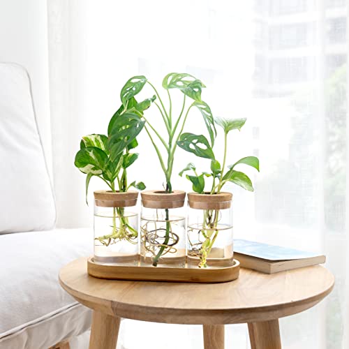 Dahey Plant Propagation Terrarium Desktop Glass Planter Station Water Planting Glass Vase with Lid and Wooden Stand for Propagating Hydroponic Plants Centerpiece Office Home Garden Decor, 3 Pcs