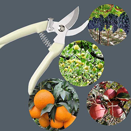 3CR13 Garden Shears farmer florist Pruner For garden picking fruit pruning regenerated branches, secateurs, white