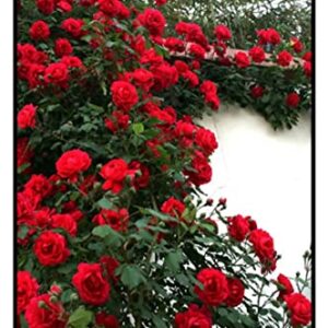 OHXSM Rare Plant Seed 100 Pcs Red Climbing Rose Seeds Garden Flower Plant Seeds