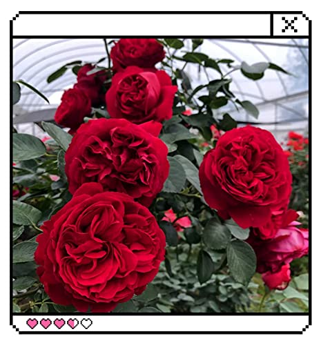 OHXSM Rare Plant Seed 100 Pcs Red Climbing Rose Seeds Garden Flower Plant Seeds