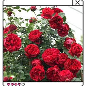 OHXSM Rare Plant Seed 100 Pcs Red Climbing Rose Seeds Garden Flower Plant Seeds