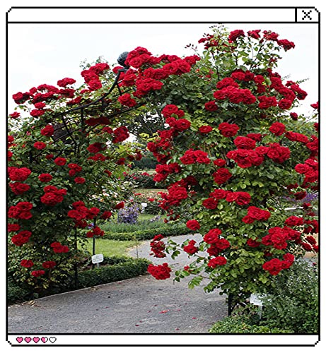 OHXSM Rare Plant Seed 100 Pcs Red Climbing Rose Seeds Garden Flower Plant Seeds