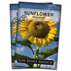 sow right seeds – mammoth sunflower seeds to plant and grow giant sunflowers in your garden.; non-gmo heirloom seeds; full instructions for planting; wonderful gardening gifts (2)