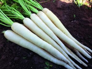 white carrot “lunar white” – sweet carrots in 60 days | usa grown heirloom seeds by liliana’s garden |