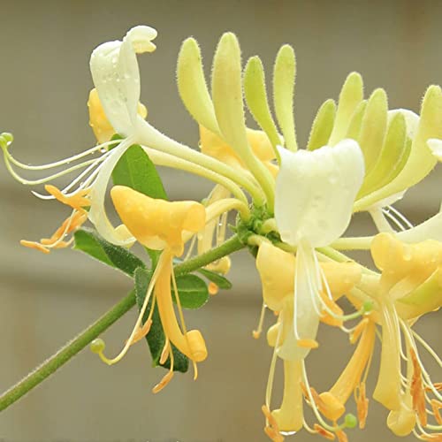 200 Pcs Seeds Honeysuckle Seeds Goldflame Honeysuckle Vine,for Growing Seeds in The Garden or Home Vegetable Garden