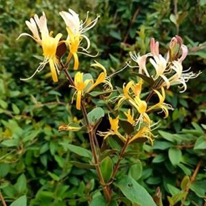 200 Pcs Seeds Honeysuckle Seeds Goldflame Honeysuckle Vine,for Growing Seeds in The Garden or Home Vegetable Garden