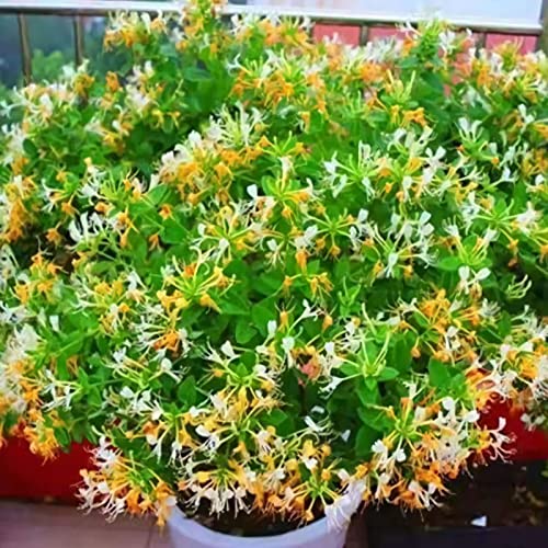 200 Pcs Seeds Honeysuckle Seeds Goldflame Honeysuckle Vine,for Growing Seeds in The Garden or Home Vegetable Garden