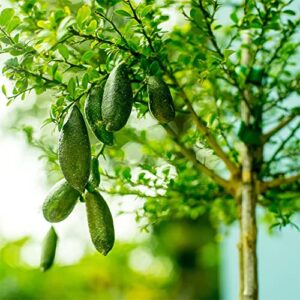 QAUZUY GARDEN 20 Seeds New Mixed Finger Lime Seeds Green Red Pink Non-GMO Caviar Lime Fruit Seeds- Delicious Nutritious Fruit - Easy to Grow & Harvest