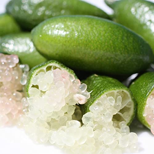 QAUZUY GARDEN 20 Seeds New Mixed Finger Lime Seeds Green Red Pink Non-GMO Caviar Lime Fruit Seeds- Delicious Nutritious Fruit - Easy to Grow & Harvest