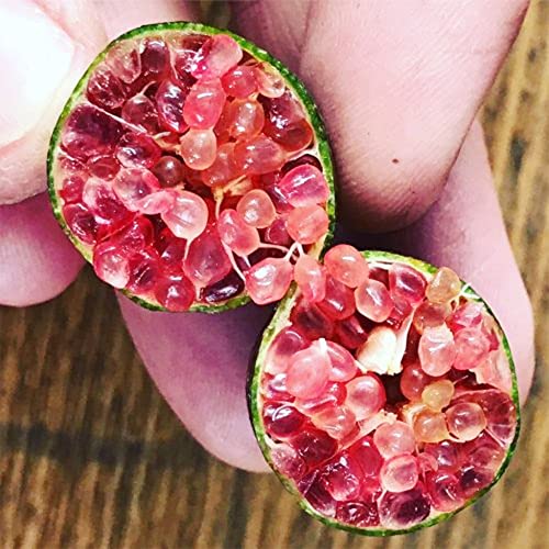 QAUZUY GARDEN 20 Seeds New Mixed Finger Lime Seeds Green Red Pink Non-GMO Caviar Lime Fruit Seeds- Delicious Nutritious Fruit - Easy to Grow & Harvest