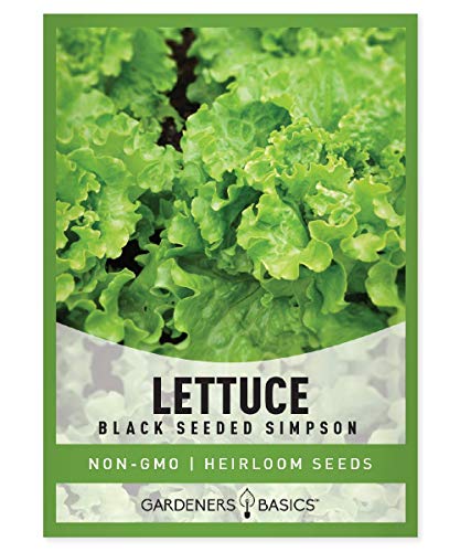 Green Leaf Lettuce Seeds For Planting - (Black Seeded Simpson Variety) Heirloom, Non-GMO Lettuce Variety- 2 Grams Seed Great For Spring, Summer, Fall, Winter Garden and Hydroponics by Gardeners Basics