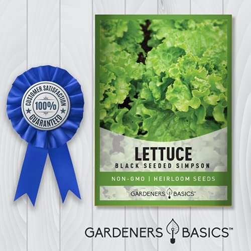 Green Leaf Lettuce Seeds For Planting - (Black Seeded Simpson Variety) Heirloom, Non-GMO Lettuce Variety- 2 Grams Seed Great For Spring, Summer, Fall, Winter Garden and Hydroponics by Gardeners Basics