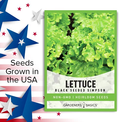 Green Leaf Lettuce Seeds For Planting - (Black Seeded Simpson Variety) Heirloom, Non-GMO Lettuce Variety- 2 Grams Seed Great For Spring, Summer, Fall, Winter Garden and Hydroponics by Gardeners Basics