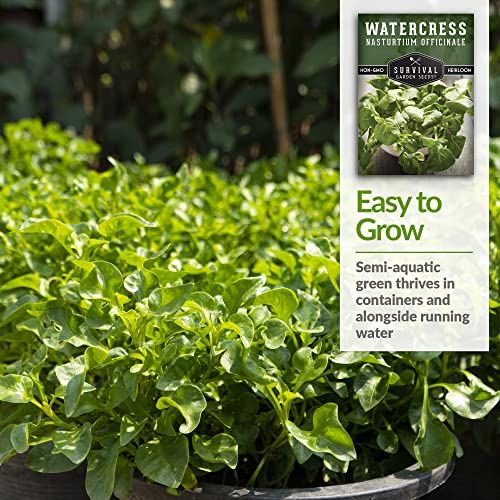 Survival Garden Seeds - Watercress Seed for Planting - Packet with Instructions to Plant and Grow Nasturtium officinale in Your Home Vegetable Garden - Delicious Superfood Non-GMO Heirloom Variety