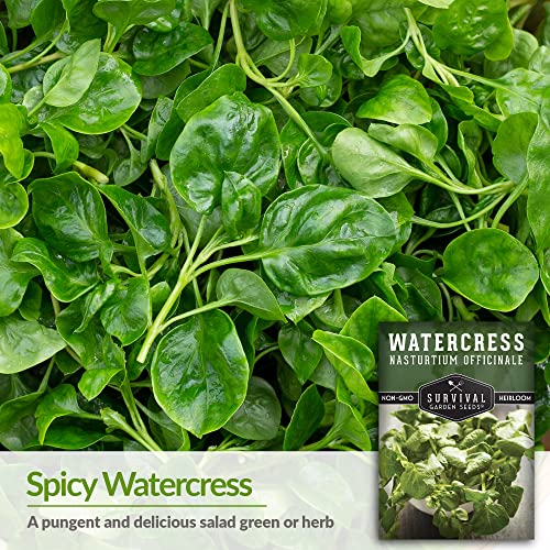 Survival Garden Seeds - Watercress Seed for Planting - Packet with Instructions to Plant and Grow Nasturtium officinale in Your Home Vegetable Garden - Delicious Superfood Non-GMO Heirloom Variety