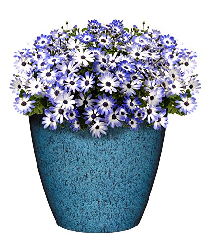 Classic Home and Garden 807-375R Premiere Collection Planter, Vogue 8", Indigo