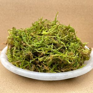 Kapecute 1.3 lb Natural Forest Moss Brick for Potted Plants, Good Orchid Potting Mix, Perfect for Reptile Terrarium Bedding, Indoor and Outdoor Garden Decor
