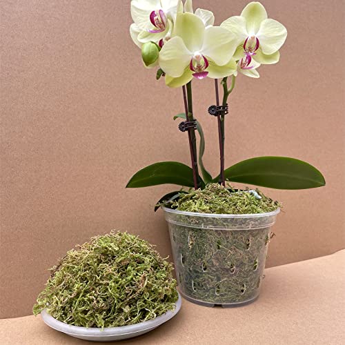 Kapecute 1.3 lb Natural Forest Moss Brick for Potted Plants, Good Orchid Potting Mix, Perfect for Reptile Terrarium Bedding, Indoor and Outdoor Garden Decor