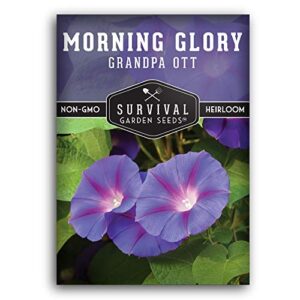 Survival Garden Seeds - Grandpa OTT Morning Glory Seed for Planting - Packet with Instructions to Plant and Grow Ipomoea Purpurea in Your Home Vegetable Garden - Non-GMO Heirloom Variety