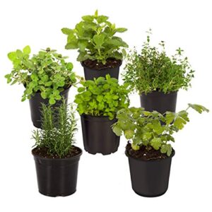 live aromatic and edible herb assortment (rosemary, sage, lavender, lemon balm, other assorted herbs), 6 plants per pack